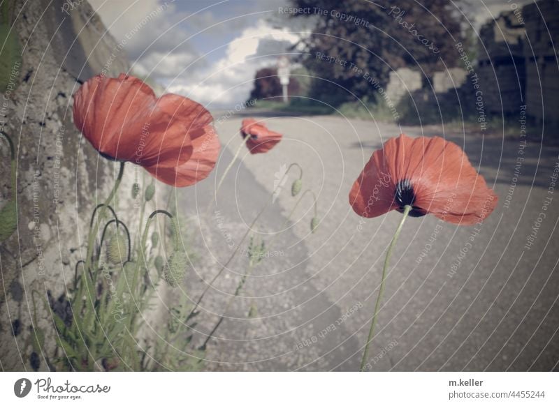 Poppies grow by the roadside Street Gray Summer Red Poppy