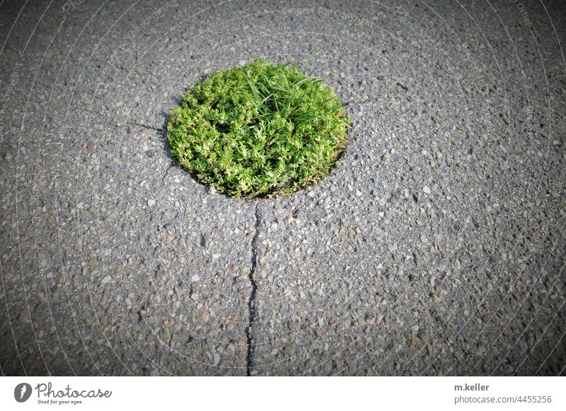 Fresh green grows out of a circular gap in the asphalt Street Green Nature Environment Growth