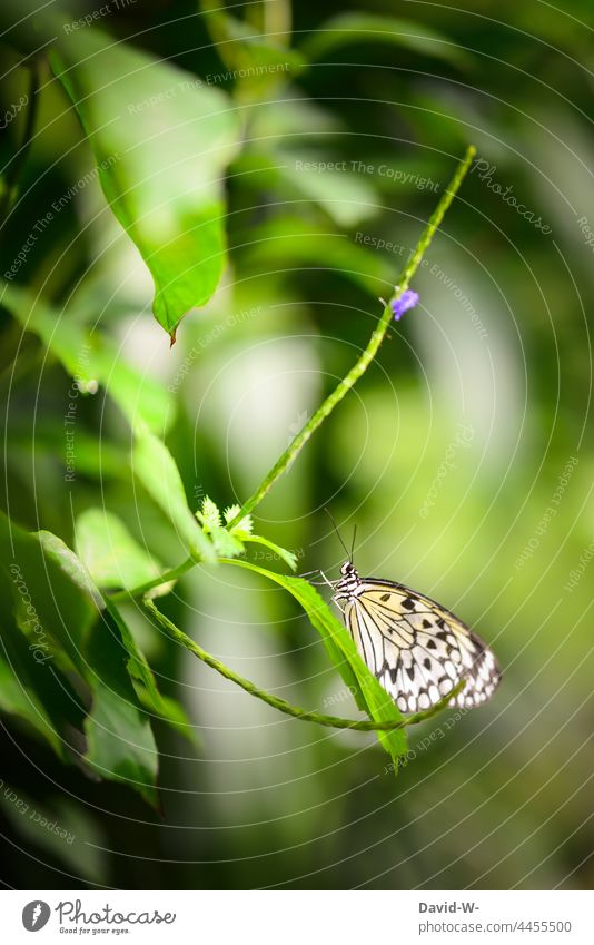 Butterfly on a plant Plant Green Nature Delicate pretty Experiencing nature Insect Pattern structure Illuminate