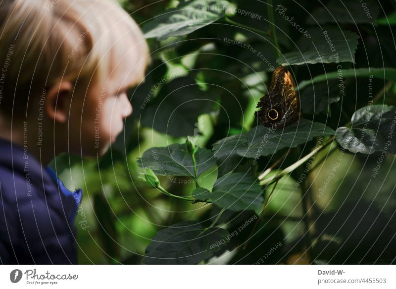 Child explores the world spellbound Butterfly Animal inquisitorial Cute Nature impressed cautious Observe Boy (child)