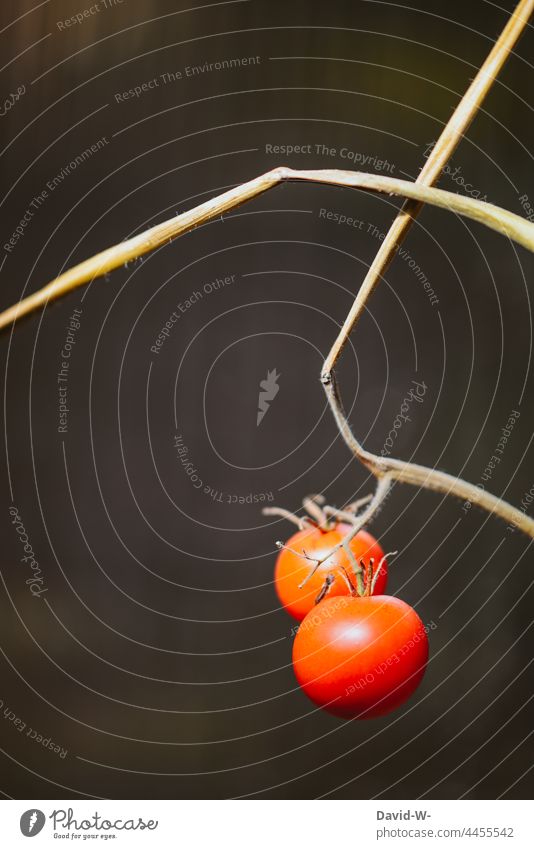 Two ripe tomatoes on a withered tomato plant - Self-supporter Hang Harvest Tomatoes ⁰ Nutrition Growth Art Red naturally
