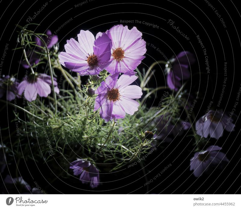 Cosmea with background radiation Cosmos Mysterious Detail Close-up Illuminate Idyll Colour photo Long shot Magenta purple Green Dark Black Neutral background
