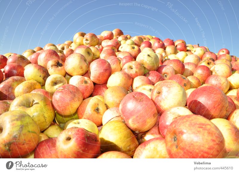 apples Food Fruit Apple Organic produce Vegetarian diet Agriculture Forestry Crowd of people Autumn Many Yellow Red Harvest Apple harvest fruit harvest Eating