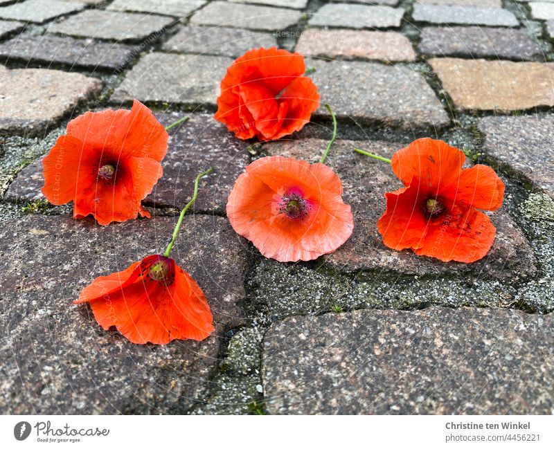Picked off red poppy blossoms lie on the cobblestones Poppy Corn poppy Papaver rhoeas picked flowers Cobblestones Summer Red poppy day Mo(h)nday Worm's-eye view