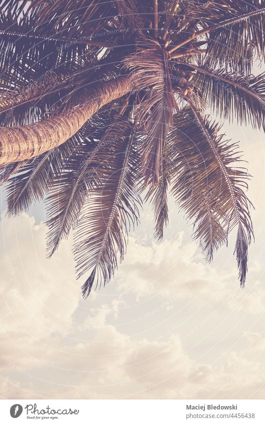 Coconut palm tree against the sky, color toning applied. nature retro tropical summer travel vacation filtered sunset holiday scene exotic island relax vintage