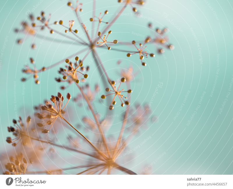 Dill umbels in evening light against blue background Dilldolden seed stand Umbellifer Plant Garden Agricultural crop Shallow depth of field Herbs and spices