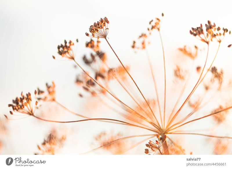 Evening sun gives dill dandelion golden-brown coloration seed stand Dill Plant Dill-Dolde seasoning Dill blossom Shallow depth of field Herbs and spices