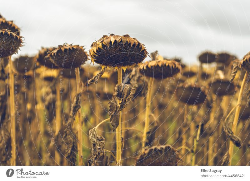 -Vulnerability-dried sunflowers in a field - Sad sight Sunflowers Summer Ephemerality faded sunflowers Landscape Exterior shot Agriculture naturally sad mood