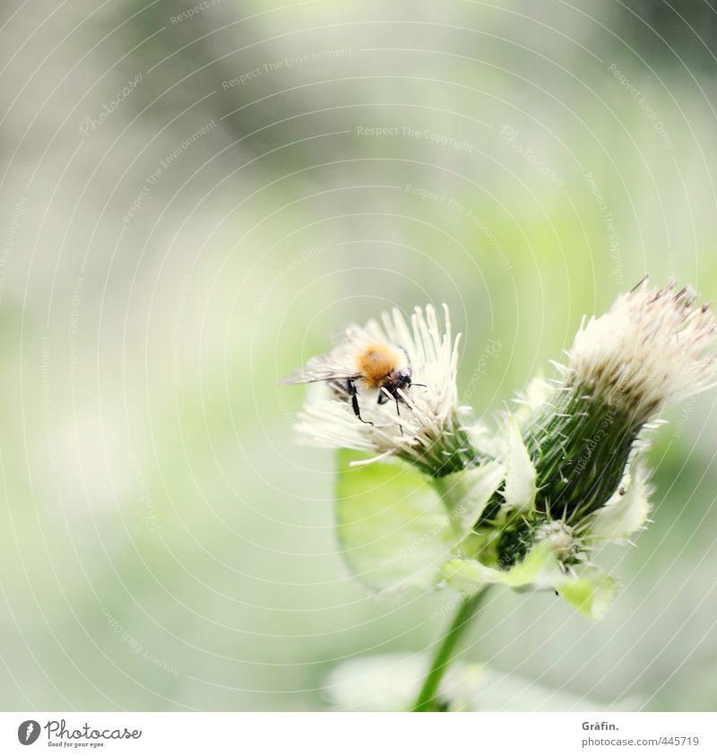 Of bees and flowers Plant Animal Summer Blossom Wild plant Park Wild animal Bee 1 Discover Green Appetite Adventure Idyll Nature Pure Insect Thistle