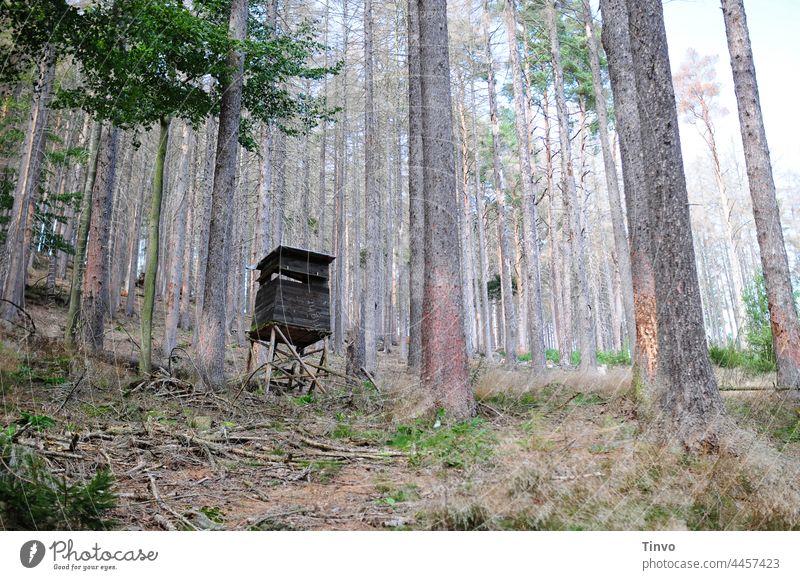Hunter's hide in the middle of a forest dying from bark beetles and drought Hunting Blind Forest Log Exterior shot Environment Nature Deserted Forestry