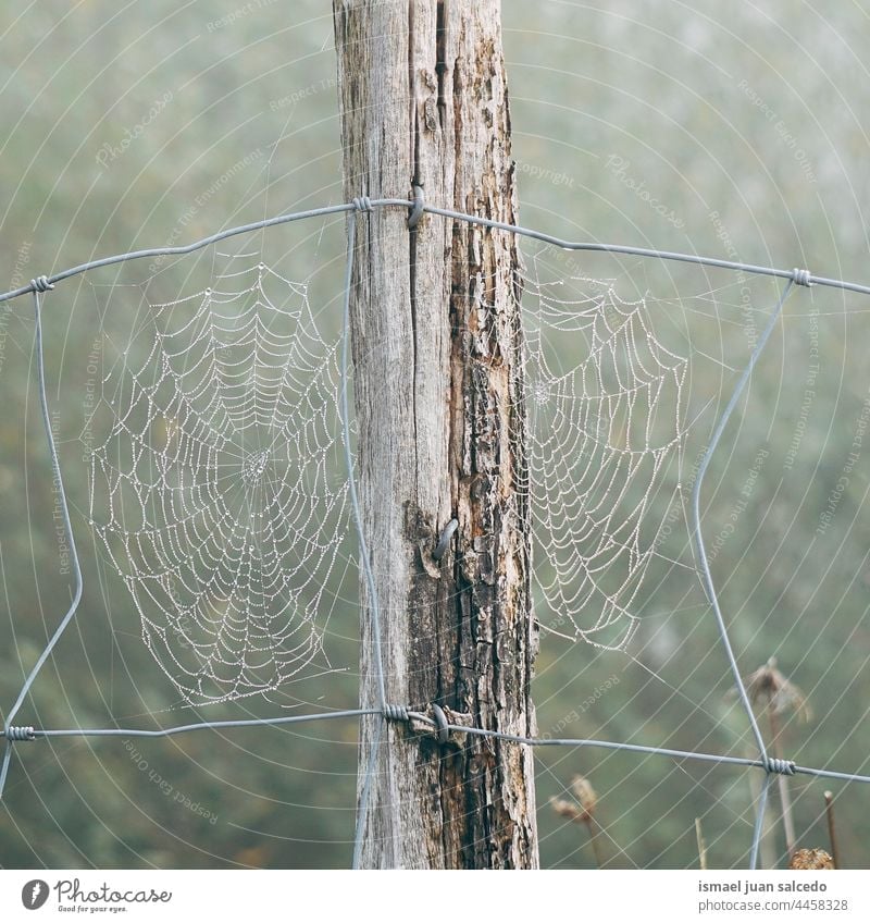 spider web on the barbed wire fence net nature raindrop rainy bright shiny outdoors abstract textured background water wet minimal fragility structure autumn