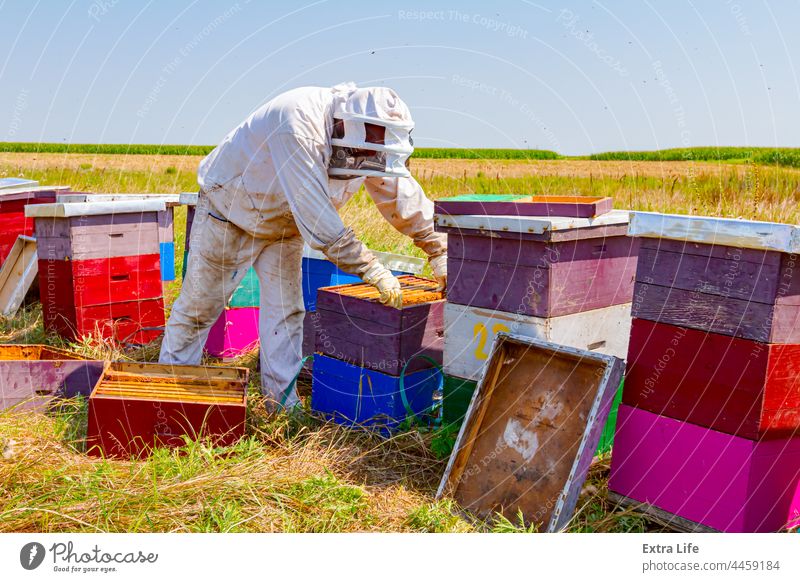 Apiarist, beekeeper is working in apiary, row of beehives, bee farm Activity Apiary Apiculture Arranged Bee Beehive Beekeeper Beekeeping Brood Busy Cap Care