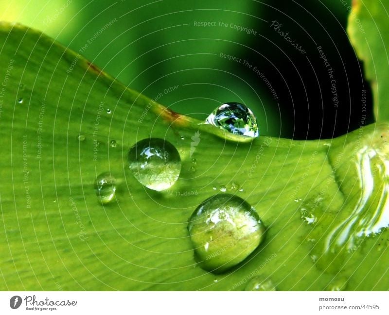 drops on my ginkgo Leaf Tree Green Ginko Rain Drops of water Detail