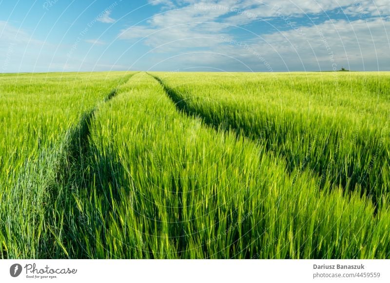 Traces in a green barley field and blue sky spring rural cereal nature landscape grass agriculture farm trace grain track tractor cloud countryside plant summer