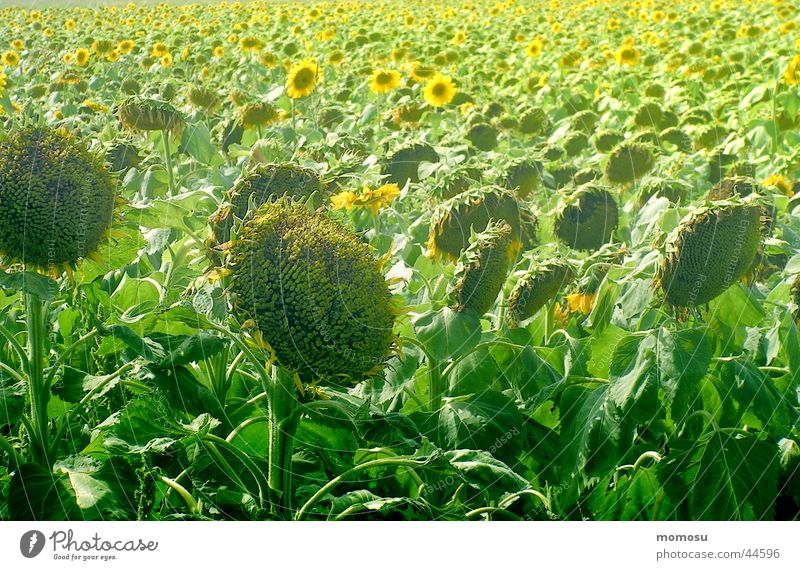 ...everything has its time Sunflower Field Light Blossom Leaf Summer Harvest
