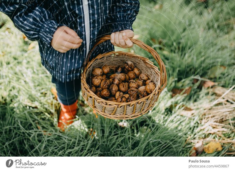 Child holding basket with walnuts childhood holiday Basket Container Walnut Autumn nature Close-up family fun cute happy girl kid little Healthy Organic produce
