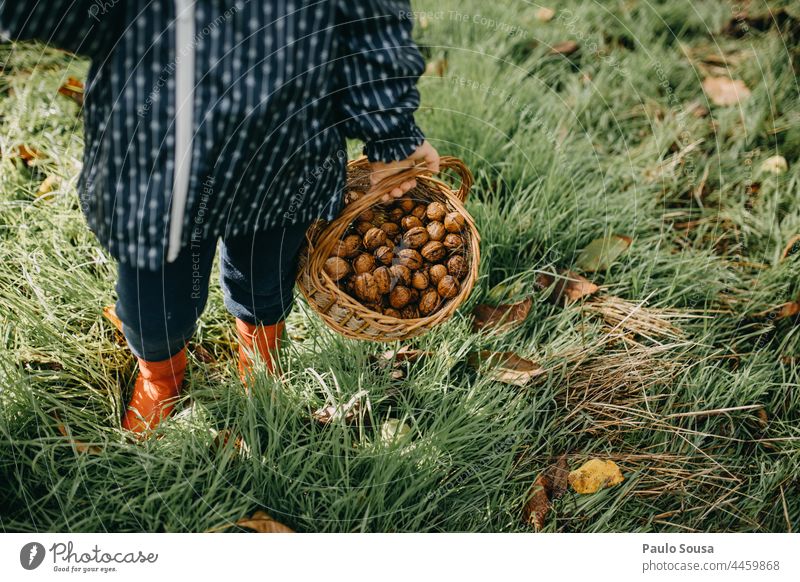 Child holding a basket with walnuts childhood Hold Basket Walnut Fresh picking Pick Fruit Delicious Organic healthy food Harvest Exterior shot Nature