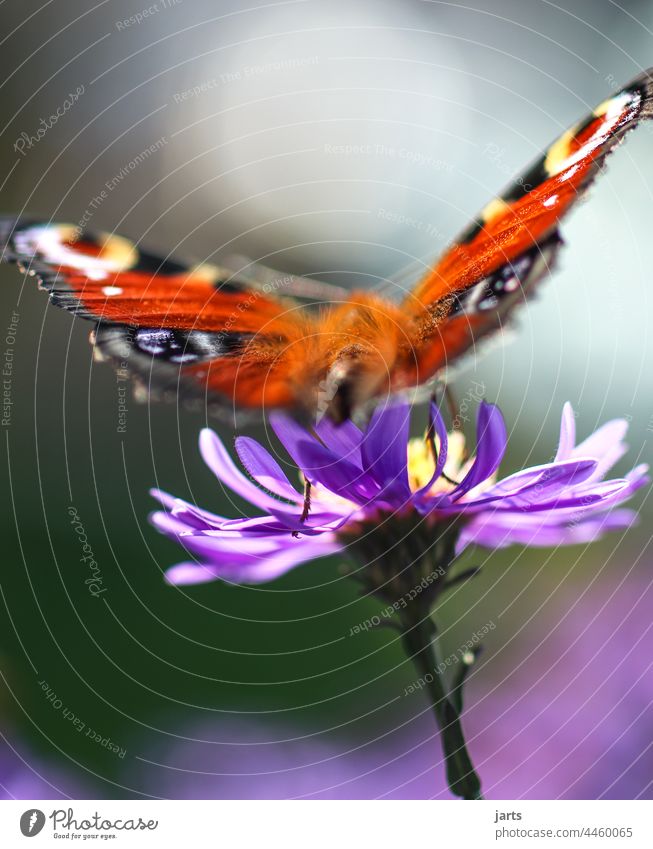 last summer greeting Butterfly Autumn Aster autumn aster variegated Colour Depth of field Blossom Flower Nature Plant butterfly butterflies Insect