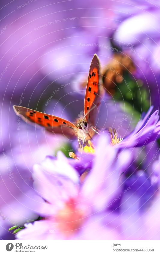 small butterfly on an autumn aster Butterfly Autumn Aster variegated Colour Depth of field Blossom Flower Nature Plant butterflies Insect