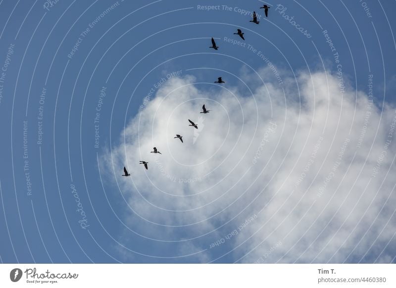 Migratory birds in the sky with a cloud Sky Clouds Flying Bird Flock of birds Nature Freedom Exterior shot Wild animal Group of animals Environment