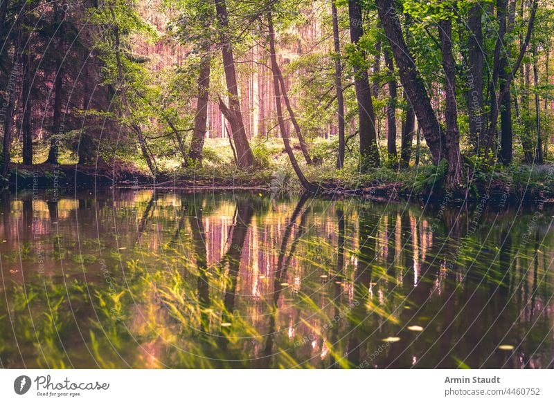 forest in the evening sun seen from a river water lake reflection nature trees sunlight idyllic foliage mirroring sunbeams shore branch sunset landscape travel