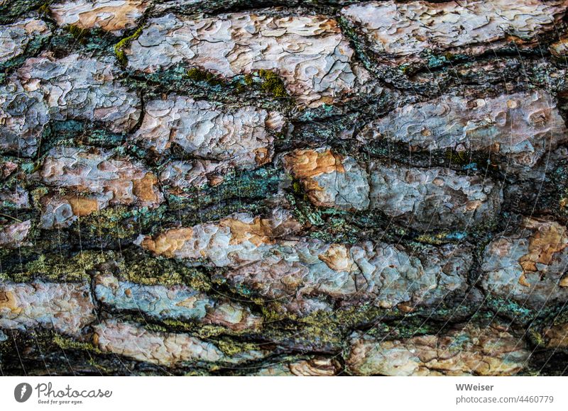 The bark of a pine tree in the morning light, abstracted Tree Jawbone trunk Pattern texture colors Abstract blotch naturally Wood Nature Forest Environment