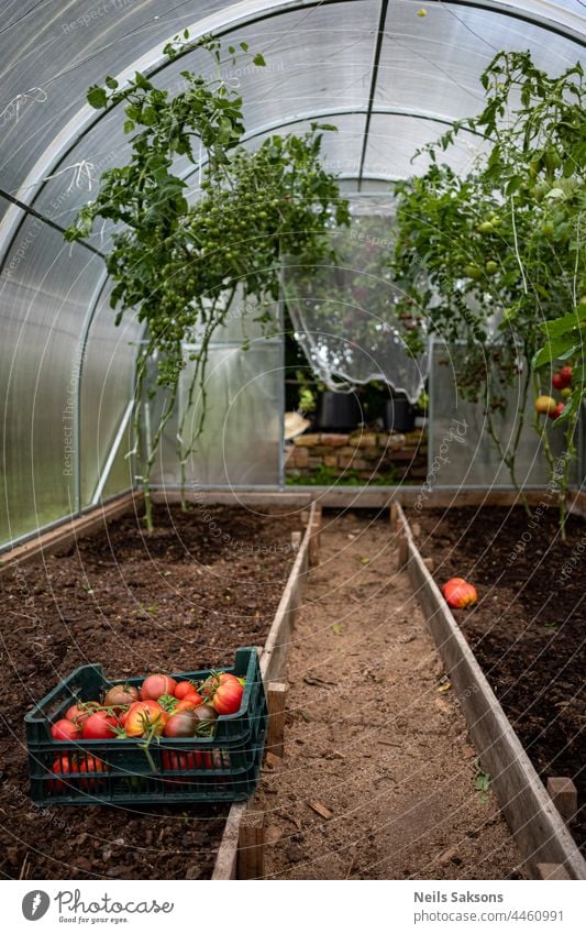 Crate with harvest of ripe red tomatoes in greenhouse. Harvest is collected, some plants left for ripening. Autumn will be soon agricultural agriculture