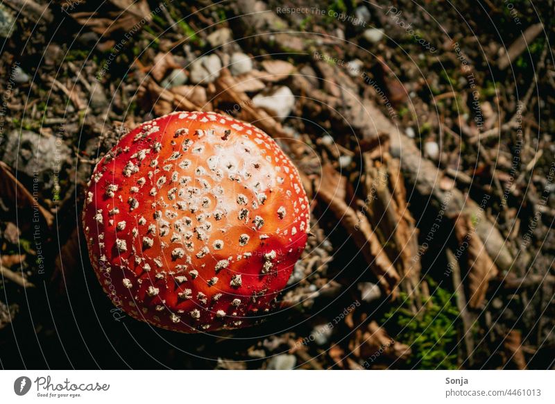 Top view of a red poisonous toadstool on the forest floor Amanita mushroom venomously Red plan Woodground Autumn Mushroom Nature Plant Exterior shot naturally