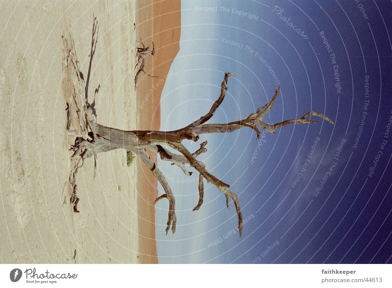 Death Vlei Sossusvlei Namibia Africa Namib desert Desert dead tree