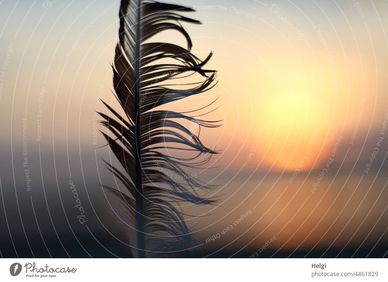 Close up of a feather in front of setting sun by the sea Feather gull feather Sunlight Sunset Ocean Close-up Light Shadow Moody evening mood Vacation & Travel