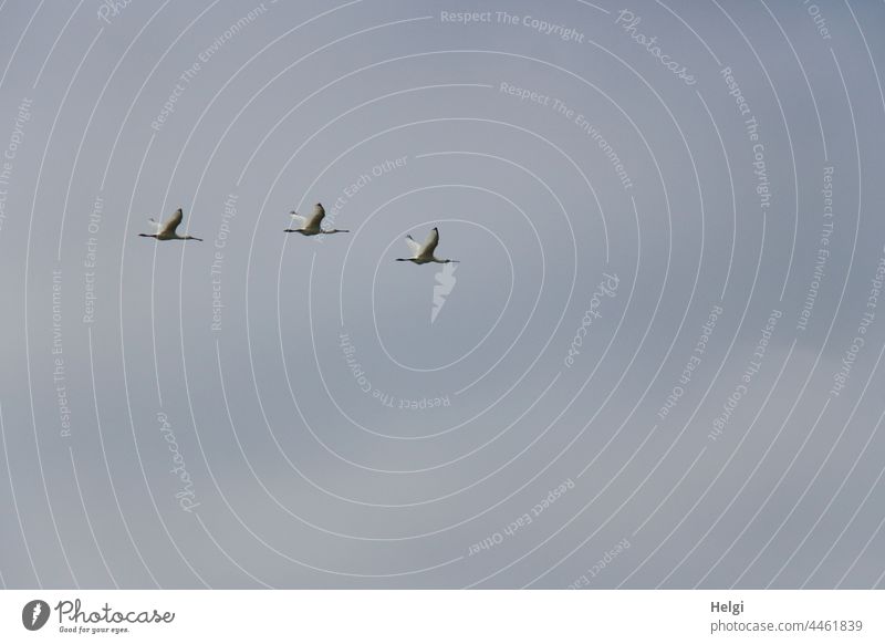 three spoonbills flying in front of a blue-grey sky over Borkum White spoonbill Spoonbill Bird Migratory bird Ibisart Flying Sky Clouds late summer Summer