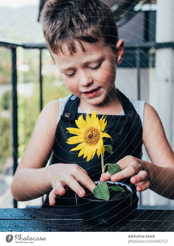 Cheerful boy showing pot with blooming sunflower plant child botany fresh positive cheerful kid little happy organic blossom content small glad horticulture