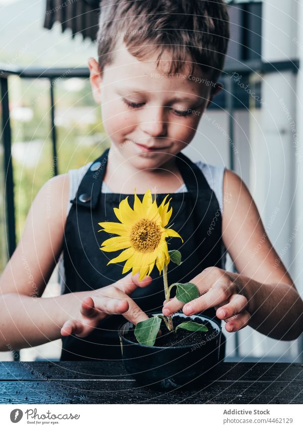Cheerful boy showing pot with blooming sunflower plant child botany fresh positive cheerful kid little happy organic blossom content small glad horticulture
