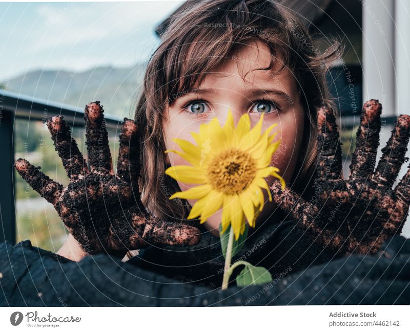 Dirty girl having fun against blooming Helianthus growing in soil sunflower dirty gardening carefree cultivate childhood portrait vegetate balcony helianthus