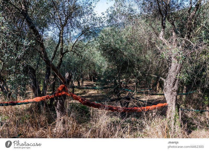 olive grove Olive grove Olive tree Nature Mediterranean Agricultural crop Environment Olive oil Sustainability Ecological