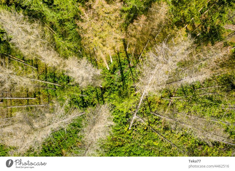 dead trees from above dead tress tree shadows forest forest from above top down sun needle tree mixed forest felled forest climate change bark beetle abstract