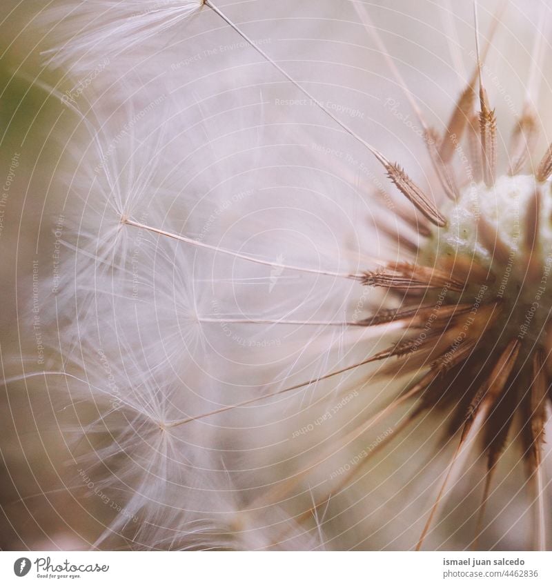 romantic dandelion flower seed in springtime plant white floral garden nature natural beautiful decorative decoration abstract textured soft softness background
