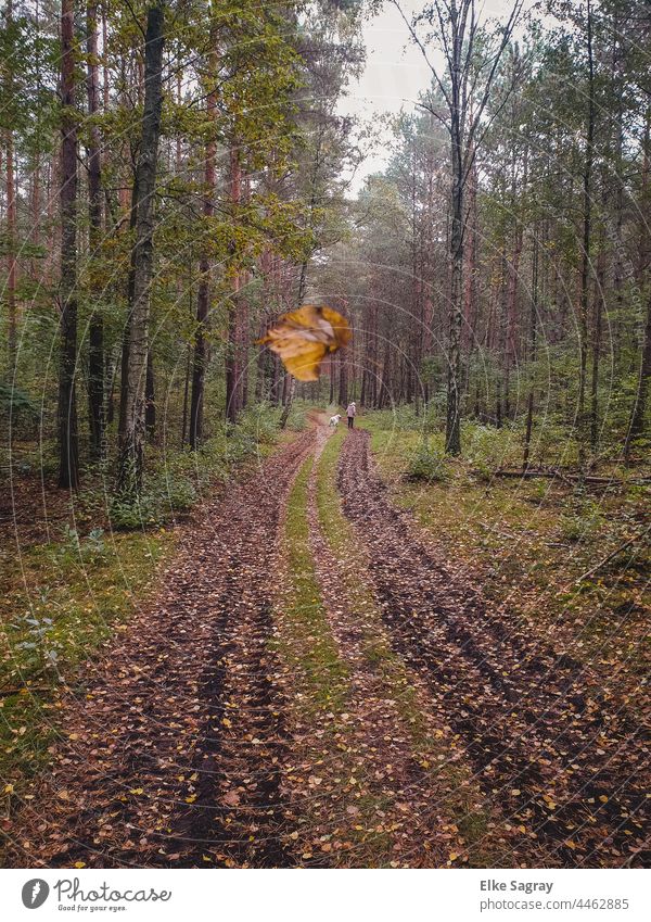 Forest paths in autumn... trees Nature Exterior shot Colour photo Woodground forest path walker with dog To go for a walk Landscape Autumn