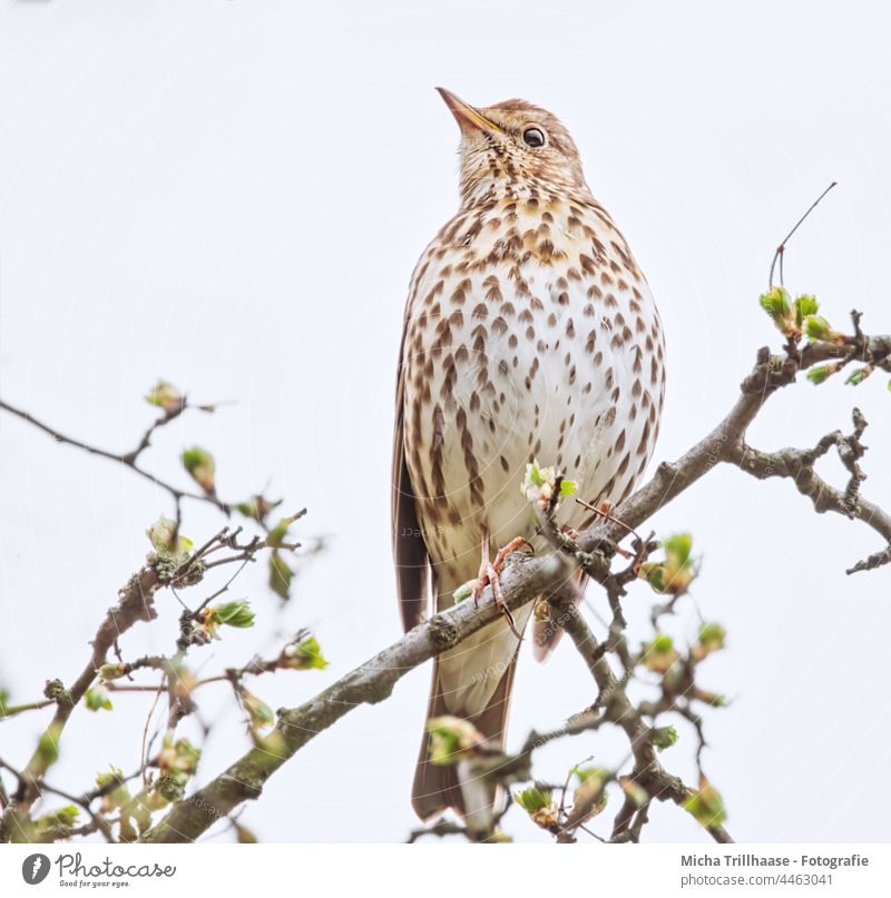 Song Thrush in Tree Turdus philomelos Throstle Animal face Head Beak Eyes plumage feathers Grand piano Wild animal Bird Animal portrait Twigs and branches