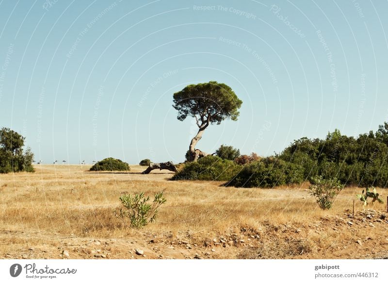 Tree in summer praise Nature Landscape Elements Earth Sand Sky Cloudless sky Sun Summer Plant Wild plant Stone pine Coast Beach Ocean Exotic Natural Dry Blue