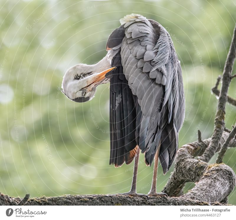 Grey heron grooming its plumage Ardea cinerea Heron herons Head Beak Eyes Neck feathers Grand piano Legs Tree Branches and twigs feather care Personal hygiene