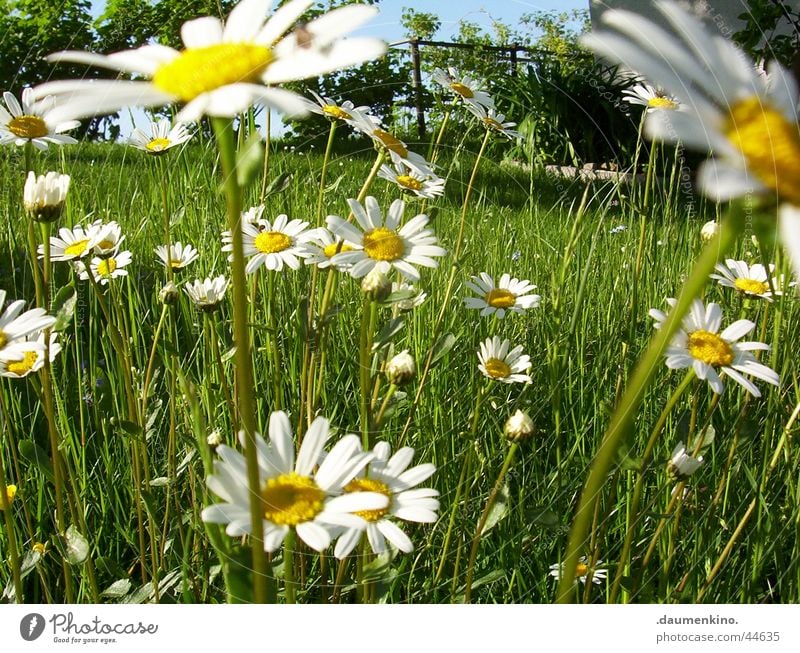 Marguerite kingdom ° 2 Meadow Flower White Yellow Green Tree Blossom Spring Summer June July Senses Contentment Nature marguerite Sky Freedom blaze of colour