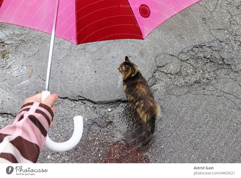 In rainy weather a cat may run under the umbrella Umbrella Rain Cat Street out Rainy weather Umbrellas & Shades safeguarded Dry Woman Hand stop Weather Cold Wet