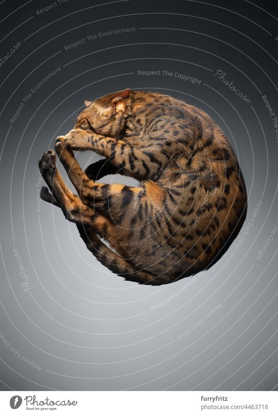 bengal cat rolling lying on glass table pets feline fur purebred cat spotted tabby studio shot bottom view directly below low angle view gray copy space brown