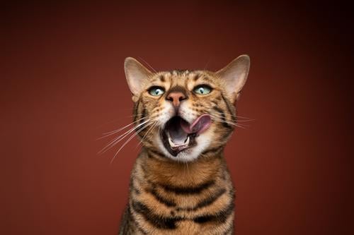 hungry bengal cat licking lips with mouth wide open pets feline fur purebred cat spotted tabby studio shot copy space brown brown background portrait beautiful