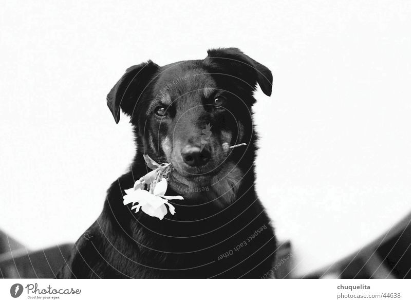the charmeur Dog Flower Rose Sweet Black & white photo Valentine's Day