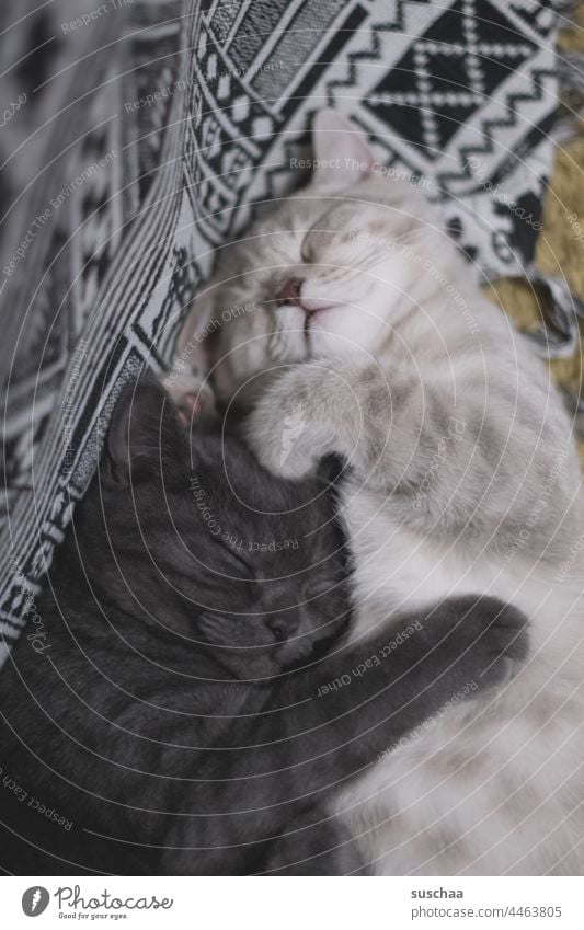two sleeping cats hangover asleep Pelt Cute cuddly Love of animals little paw Domestic cats Beige Dark gray lilac British Shorthair Snout dream