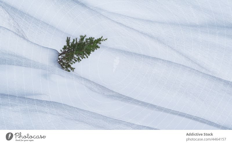 Fir tree growing in snowy valley winter fir cold nature flora environment lonely landscape coniferous branch evergreen spruce needle growth pine wood vegetate