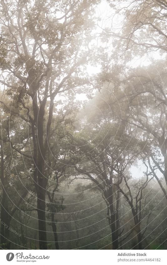 Foggy forest with tall trees in countryside fog gloomy nature woods haze mist environment flora woodland autumn grow vegetate wild plant scenery dense trunk