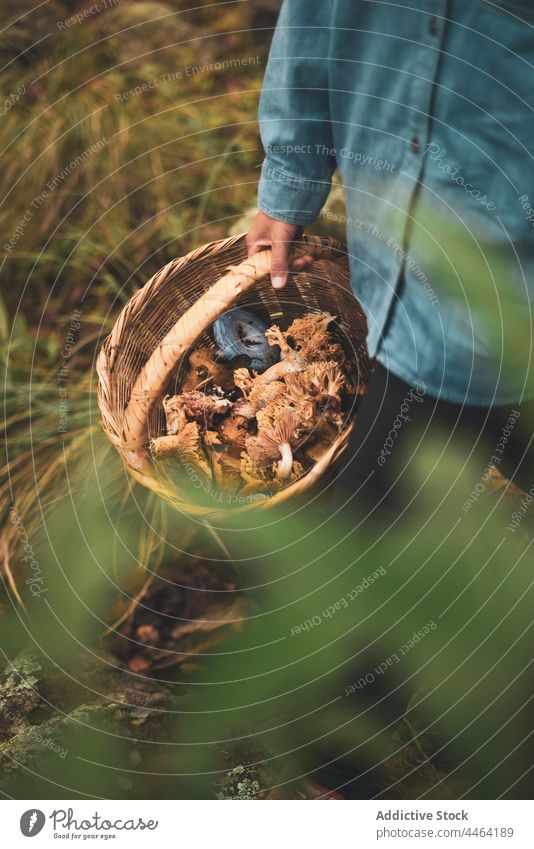 Woman with basket full of different mushrooms woman carry edible wicker forest collect pick wild female countryside grow vegetate fall growth autumn woodland